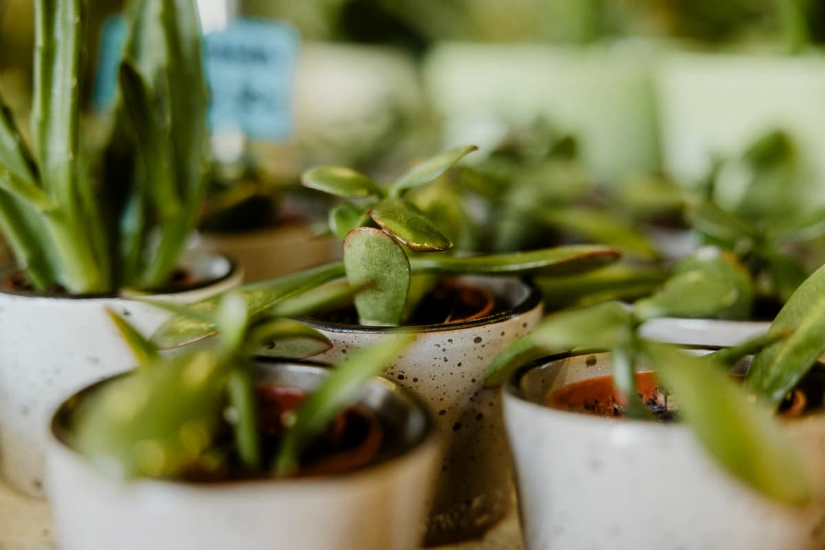 sopek sveze cvetje cvetlicarna iris velenje