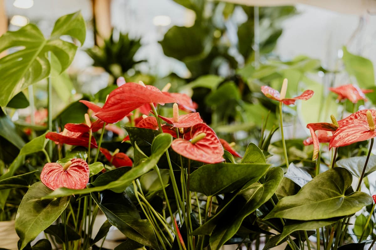 darilni sopek roz cvetlicarna iris velenje