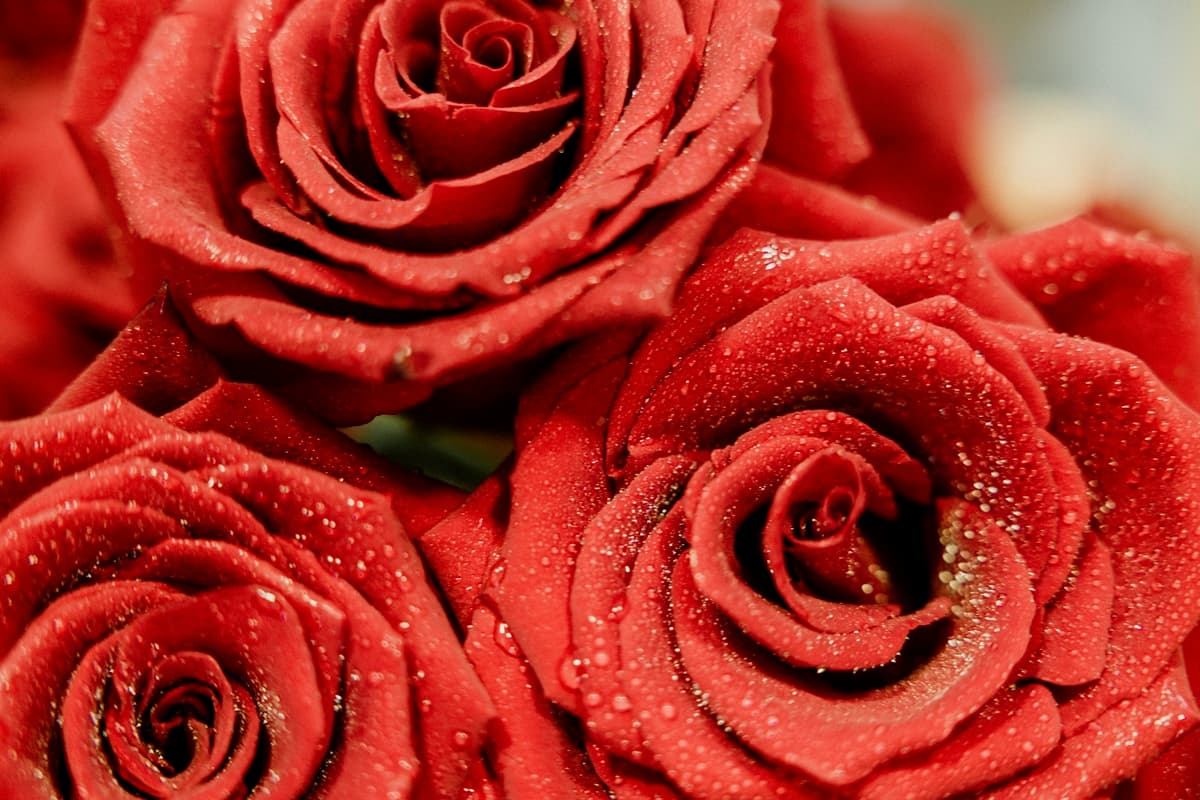 sopek rdecih vrtnic za dan zena cvetlicarna velenje